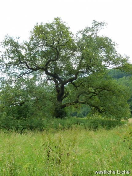 Bild 3 von 2 Eichen westlich Altenbeken